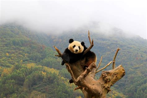 Wolong Panda Reserve The Homeland Of The Giant Panda