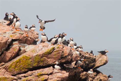 Best Time For Puffin Watching In Maine 2024 When To See Roveme