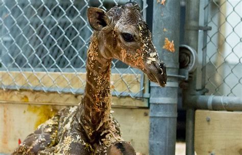 Giraffe Born At Seattle Zoo Today The Seattle Times