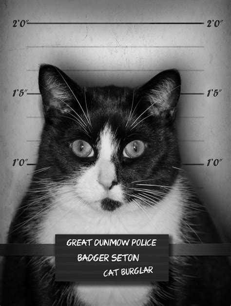 Cat Burglar Photography By Mark Seton