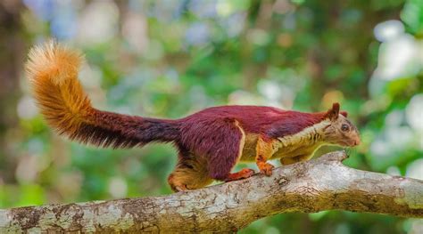 The Giant Squirrels Of India Nature Infocus
