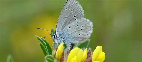 Small Blue Butterfly National Trust