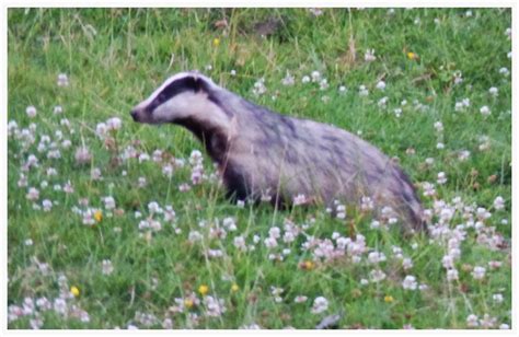 Badger Cute Until They Start To Dig Up Your Lawn