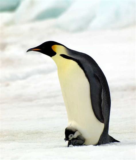 The tallest and largest of all penguin species. Emperor Penguin Numbers Double Previous Estimates ...