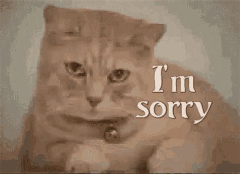 Im Sorry Kitten