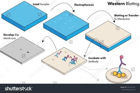 558 Western Blot Images Stock Photos And Vectors Shutterstock