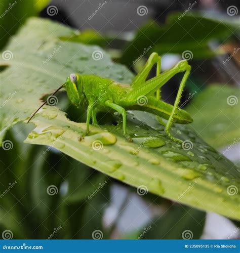 Grasshoppers Perch On Wet Leaves After Rain Stock Image Image Of Rain