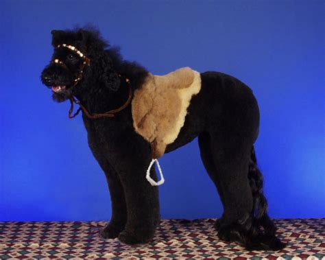 Curious Funny Photos Pictures Strange Poodle Haircuts 12 Pics