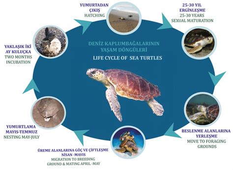 Life Cycle Of Sea Turtles