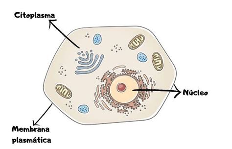 Todas As Células Dos Seres Vivos Têm Membrana Celular