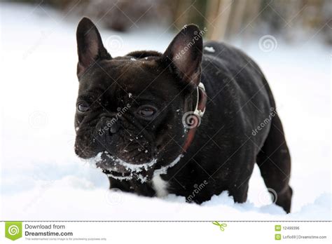 French Bull Dog In Snow Stock Photo Image Of Bulldog 12499396