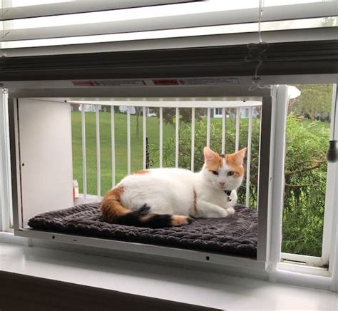 If your cat is missing there are a variety of things you can do to find it. Let your indoor cat outside safely. Cat Solarium is the ...