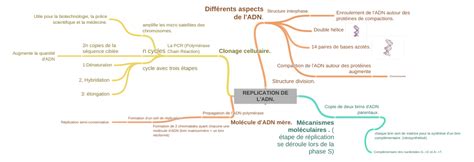 A Quoi Sert La Replication De L'adn - REPLICATION DE L'ADN. (Différents aspects de l'ADN. (Structure…