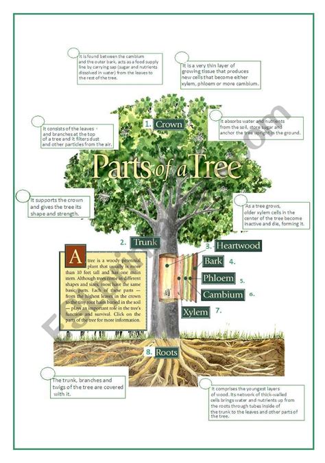 Partes Da árvore Em Inglês Educa