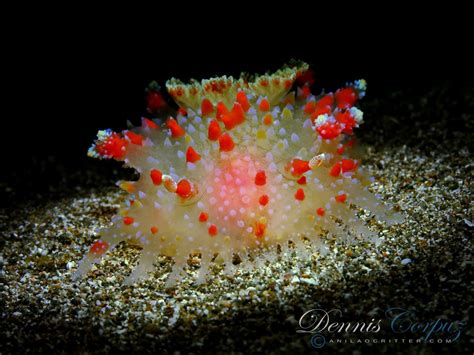 Pin By Kenneth Jaffe On Astounding Nudibranches Sea Slug Sea Underwater
