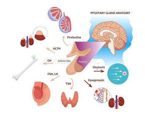 Pituitary Gland Function In Male Body Illustration Of The Pituitary
