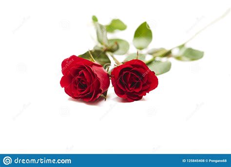 Two Red Rose On White Background Stock Photo Image Of Element