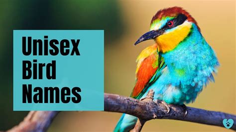 Unisex Bird Names 51 ️ Unique Top ️ Bird Names Ideas Pettube Youtube