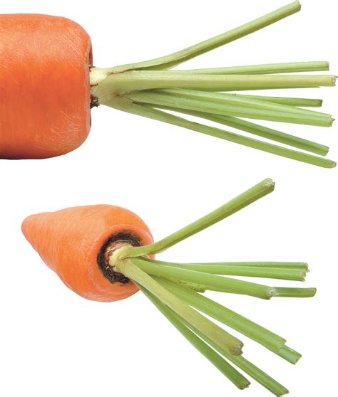 Carrot Png Image Purepng Free Transparent Cc0 Png Image Library