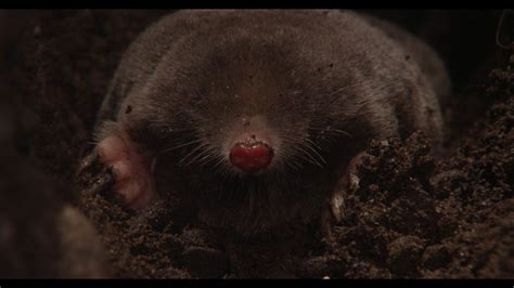 Bbc Two The Burrowers Animals Underground The Mole Gallery