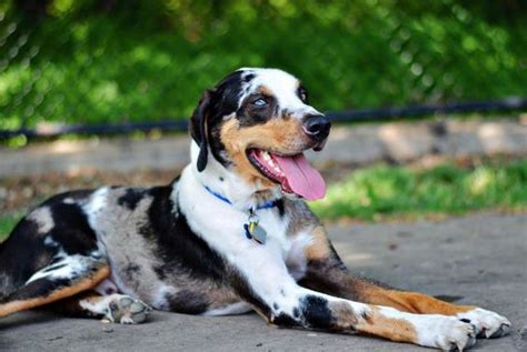 They also respond to other names such as catahoula crate training can be beneficial to him if you will keep him indoors. Pinterest • The world's catalog of ideas