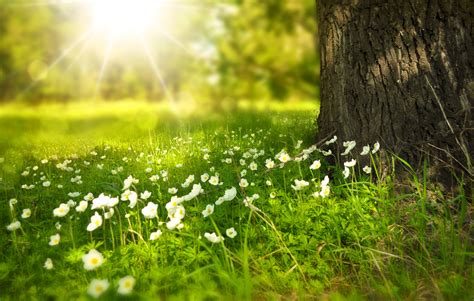 Free Images Tree Nature Forest Blossom Light Plant Sun Field