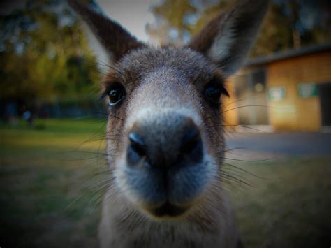 A Photo Of A Kangaroo Starring At The Camera Taken At The Lone Pine