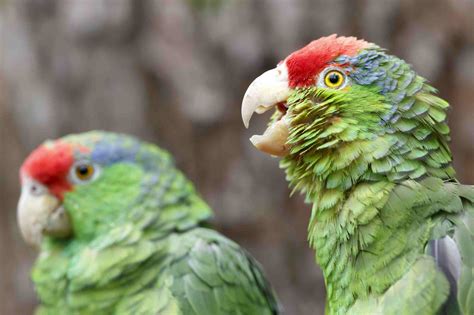 10 Top Amazon Parrot Species As Pets