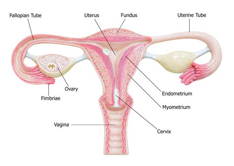 Ovaries Facts Function And Disease Live Science