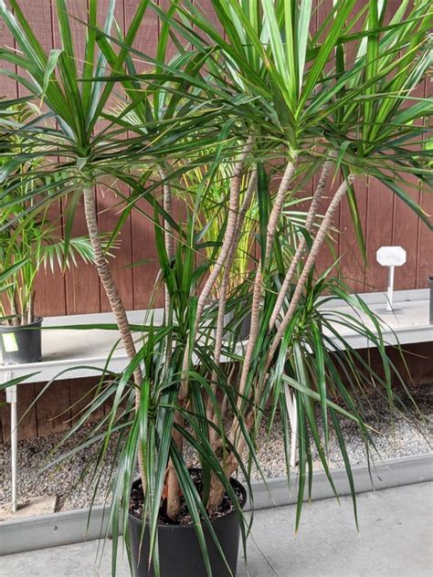 Dracaena Plant Care Outdoors Carduni