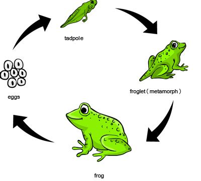 Check spelling or type a new query. Lifecycle of a Frog | Animals and Lifecycles | Animals ...