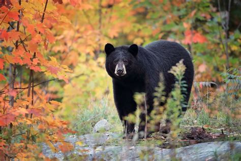 8 Surprising Facts About Black Bears