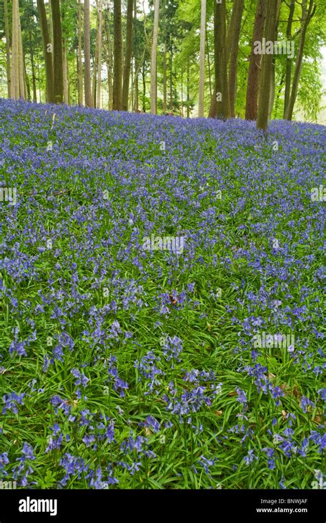 Spring Bluebells In The Beech Woodland On The Chiltern Hills Above