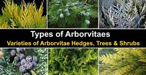 16 Types Of Arborvitae Trees And Shrubs Pictures And Identification