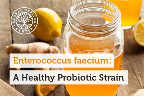 Enterococcus Faecium A Healthy Probiotic Strain