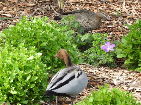 Dscn1927 Trevors Birding