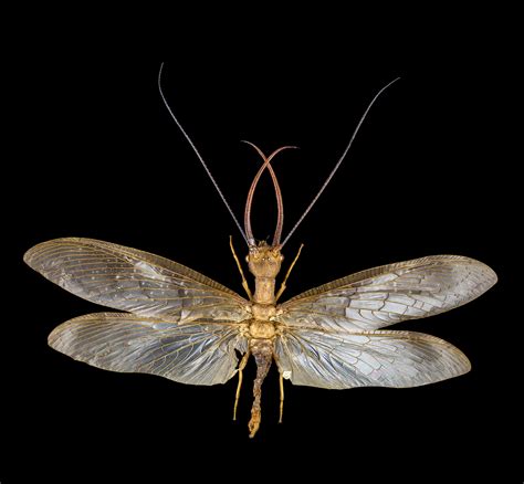 From The Loins Of The Ugly Stick Behold The Dobsonfly — Monadnock Pest