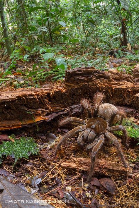 O pequeno uma tarântula (hapalopus sp. Veja imagens assustadoras do maior aracnídeo do mundo, a ...