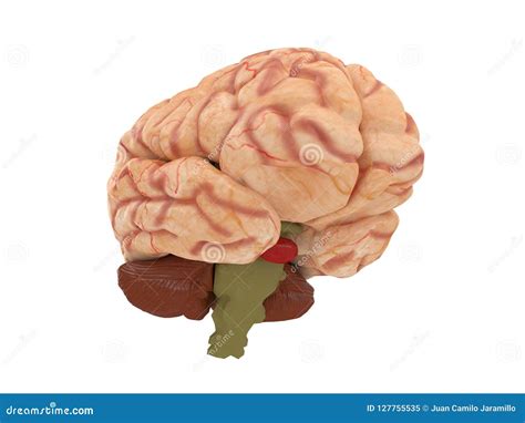 Realistic Brain From Side Or Front View Isolated On A White Background