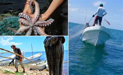 Captura De Pulpo En Yucatán Ha Sido Prospera Pese Al Cóvid 19 La