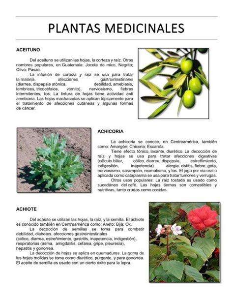 Plantas Medicinales Y Para Que Sirve Cada Una Plantă Blog