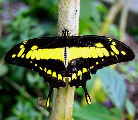 Black And Yellow Swallowtail Butterfly Photograph By Amy Mcdaniel Pixels