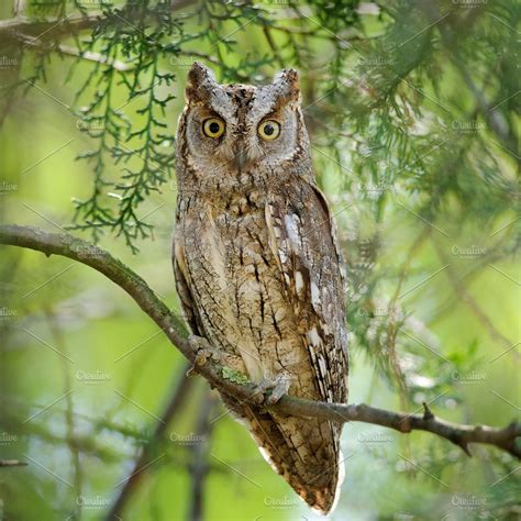 European Scops Owl Otus Scops Owl Sitting In A Tree Beautiful Owl