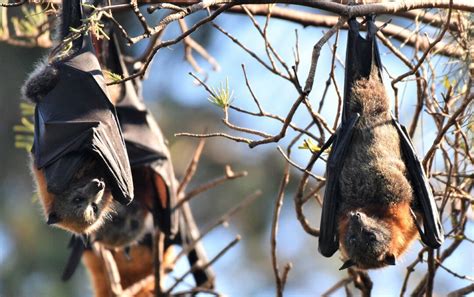 Flying Fox Expert Lawrence Pope Believes Flying Foxes Should Be Left Alone Camden Haven