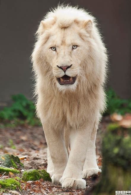 118 Best Images About White Lions On Pinterest A Lion White Tigers