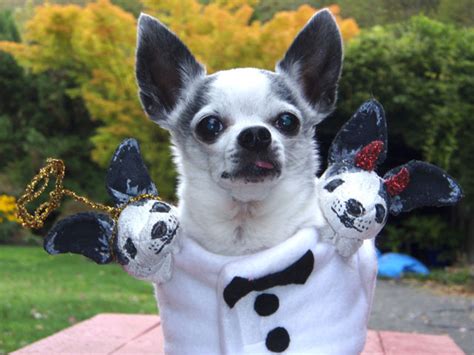 Better Budgeting Homemade Halloween Costumes For Pets Chihuahua