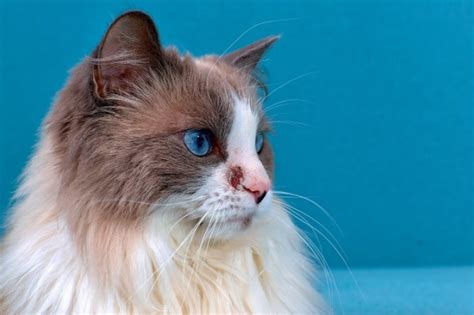 Scabies In Cats Causes Symptoms And Treatment