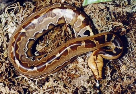 Borneo Short Tailed Python Care Sheet Reptiles Cove