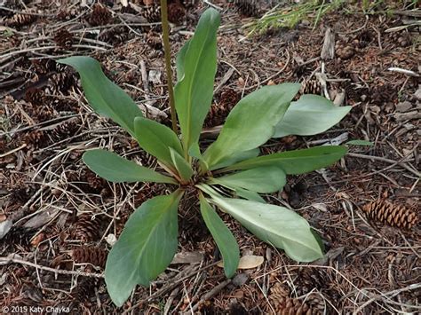 Download Dodecatheon meadia (Prairie Shooting Star): Minnesota ...