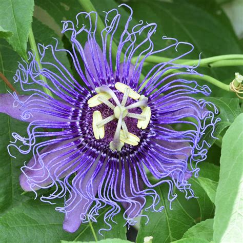 Purple Passion Flower For Sale | Passiflora Incense (Fragrant) - Easy ...